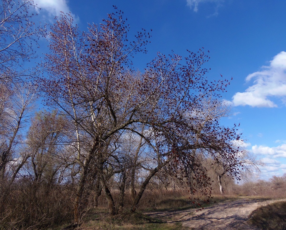 Image of Populus nigra specimen.