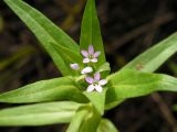 Collomia linearis. Верхушка цветущего растения. Хабаровский край, Ванинский р-н, окр. пос. Высокогорный, заносное возле железной дороги. 09.07.2013.