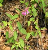 Melampyrum setaceum