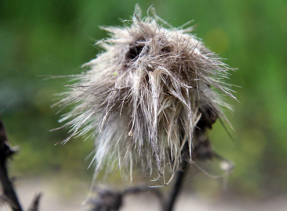 Image of Cynara cardunculus specimen.