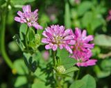 Trifolium resupinatum