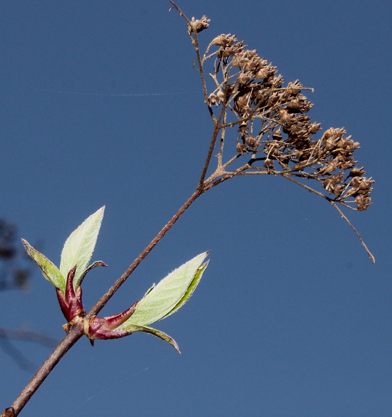 Image of Hydrangea heteromalla specimen.
