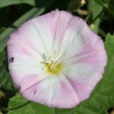 Convolvulus arvensis