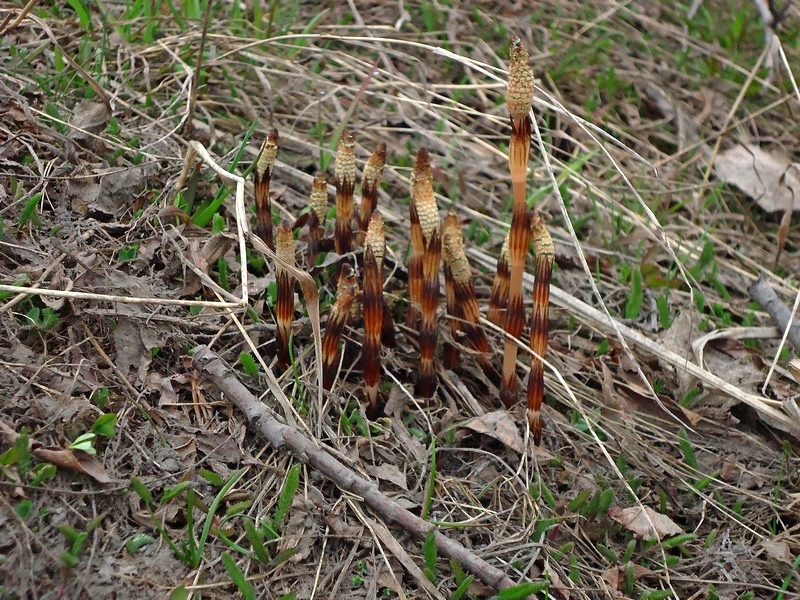 Image of Equisetum arvense specimen.