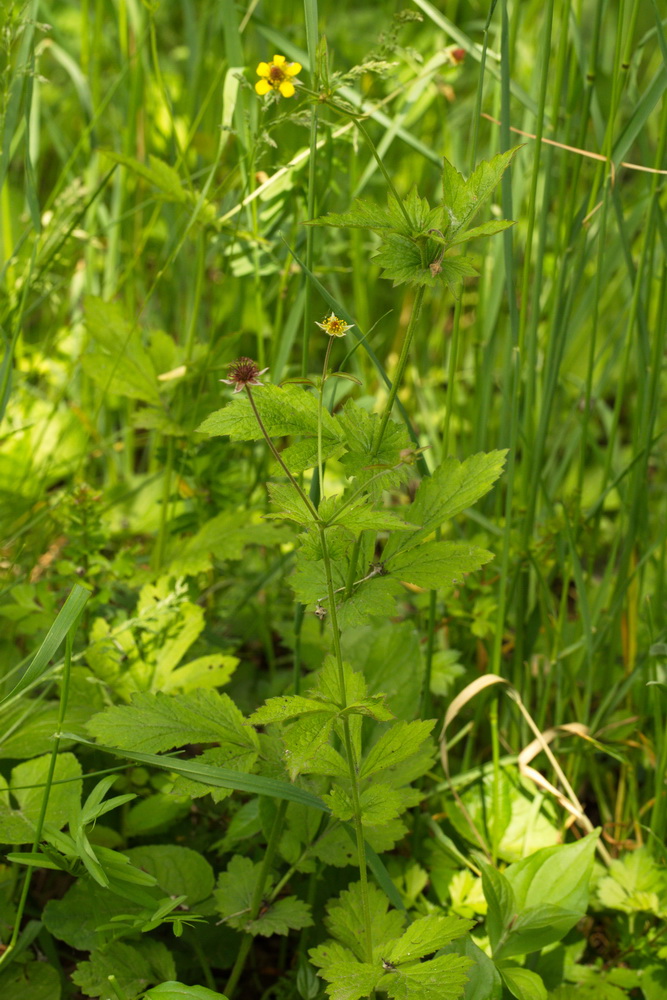 Изображение особи Geum urbanum.