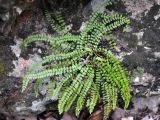 Asplenium trichomanes. Вегетирующее растение. Краснодарский край, окр. пос. Мезмай, Курджипское ущелье. 29.04.2014.
