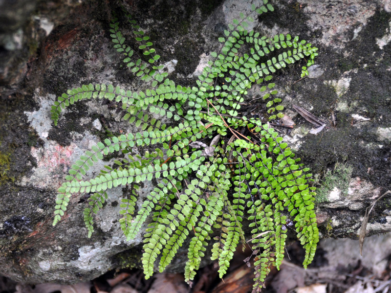 Изображение особи Asplenium trichomanes.