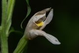 Cephalanthera damasonium. Цветок. Молдова, Оргеевский р-н, окр. с. Ватич, грабовый лес. 27.05.2014.