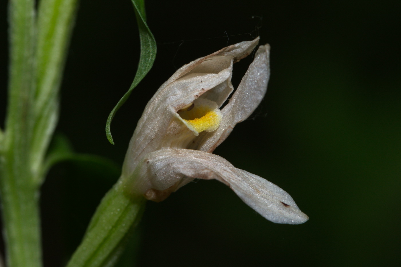 Изображение особи Cephalanthera damasonium.