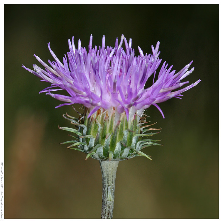 Image of Jurinea cyanoides specimen.