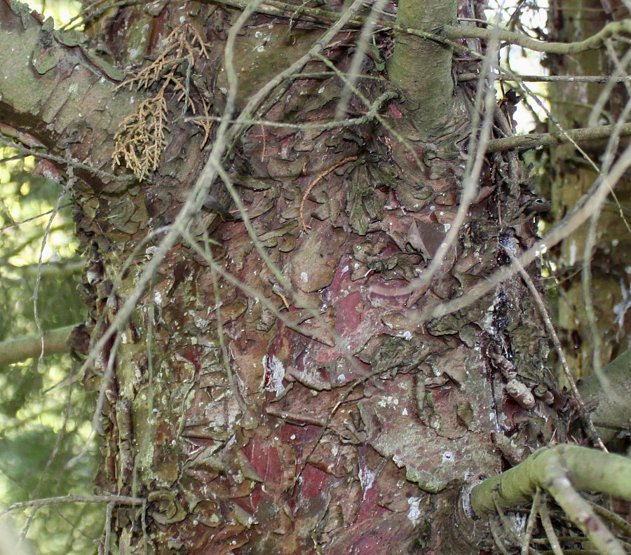 Image of Hesperocyparis macnabiana specimen.