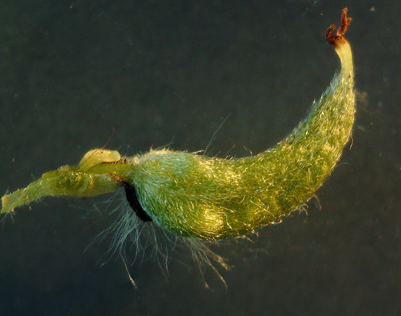 Image of Salix phylicifolia specimen.