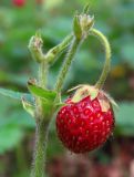 Fragaria moschata