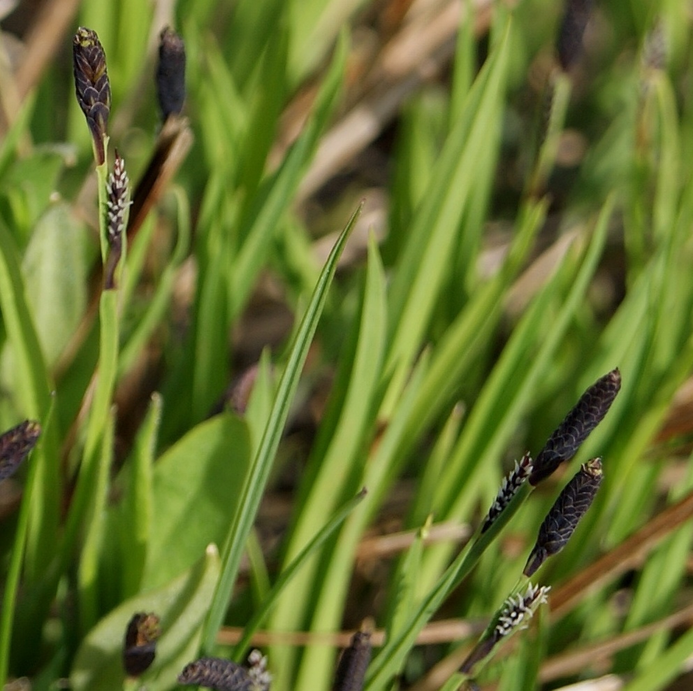 Изображение особи род Carex.