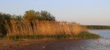 Phragmites australis. Заросли растений с молодыми (внизу) и сухими прошлогодними побегами. Вологодская область, Череповецкий район. 20.05.2014.