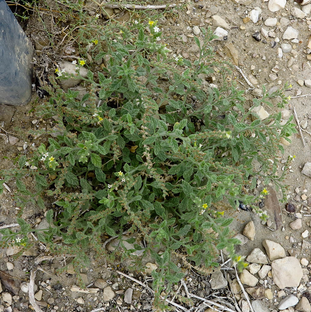 Изображение особи Heliotropium arbainense.