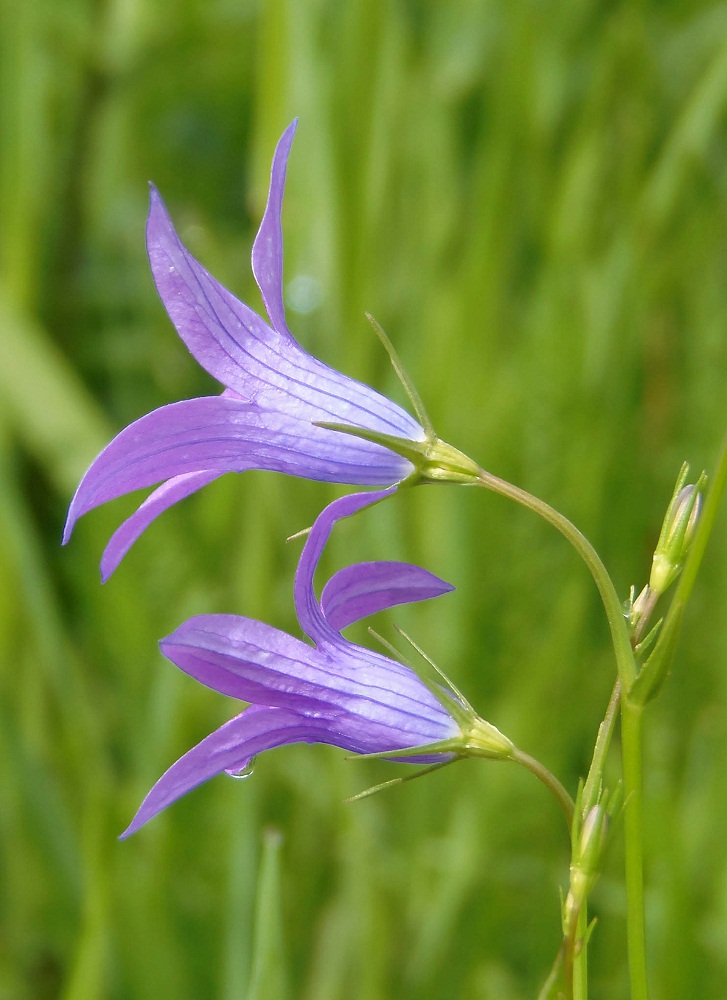 Image of Campanula patula specimen.