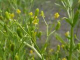 Ranunculus sceleratus