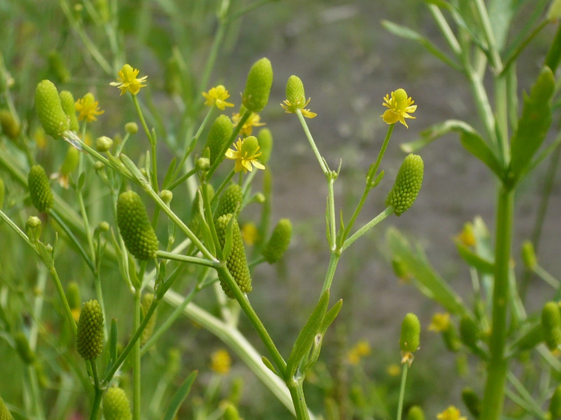 Изображение особи Ranunculus sceleratus.