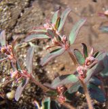 Euphorbia maculata