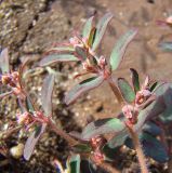 Euphorbia maculata. Верхние части побегов с соцветиями. Краснодарский край, ж/д ст. Кущёвка. 18.07.2009.