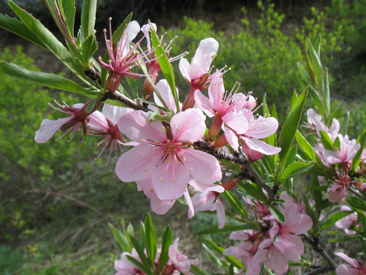 Изображение особи Amygdalus ledebouriana.