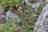 Althaea cannabina