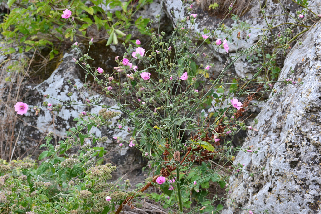 Image of Althaea cannabina specimen.