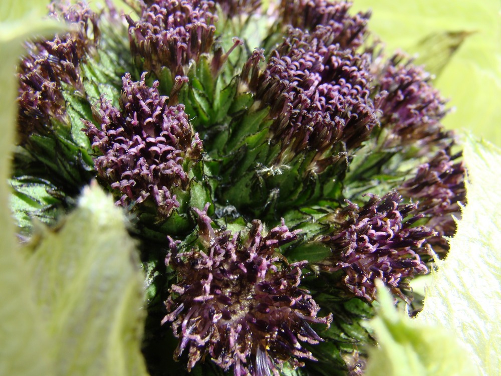 Image of Saussurea involucrata specimen.