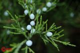 Juniperus virginiana