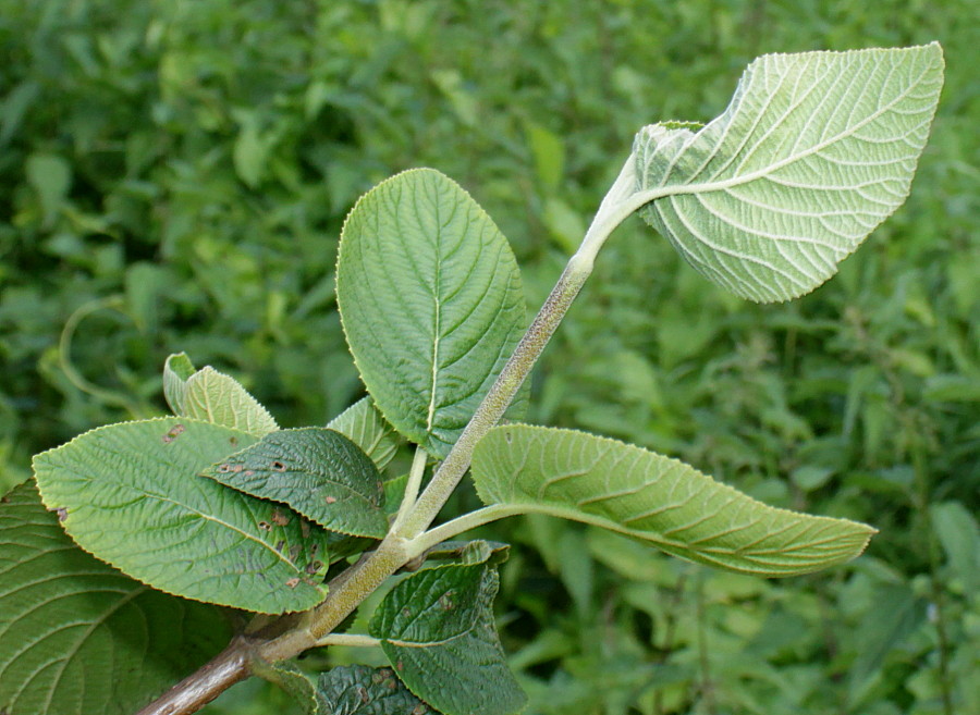 Изображение особи Viburnum lantana.