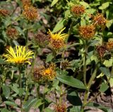 Inula hirta. Верхушки отцветающих растений. Германия, г. Дюссельдорф, Ботанический сад университета. 03.07.2014.