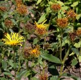 Inula hirta