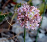 Allium psebaicum