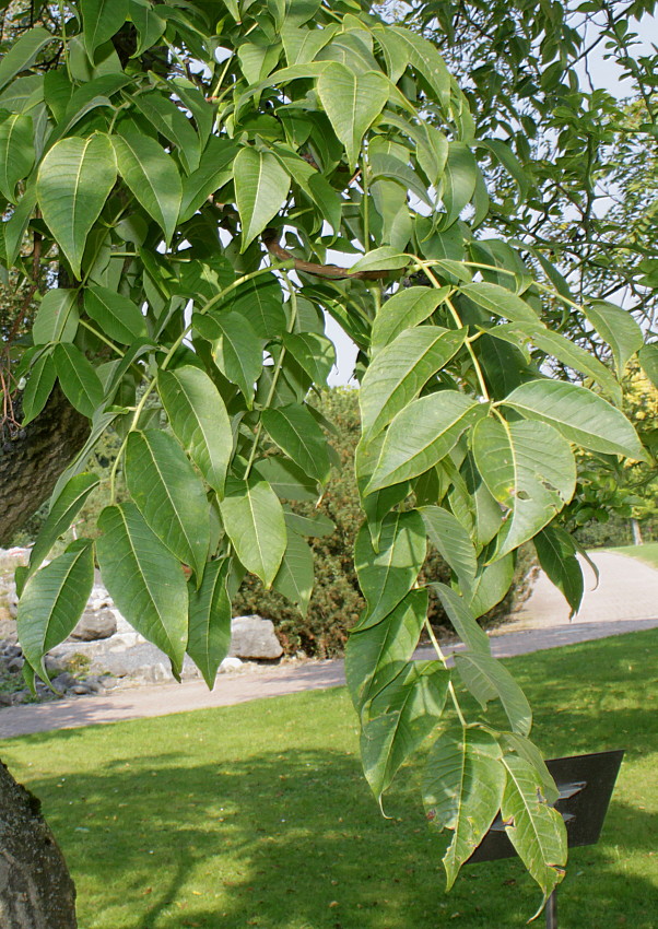 Изображение особи Phellodendron japonicum.