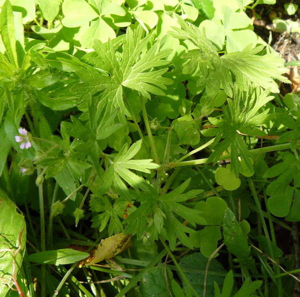 Изображение особи Geranium pusillum.