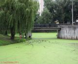 Azolla caroliniana