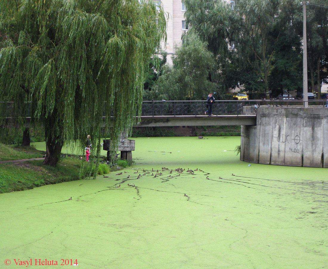 Изображение особи Azolla caroliniana.