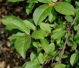 Elaeagnus multiflora
