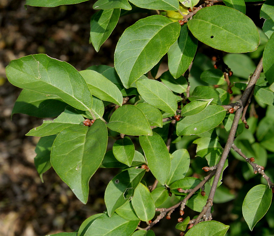 Image of Elaeagnus multiflora specimen.