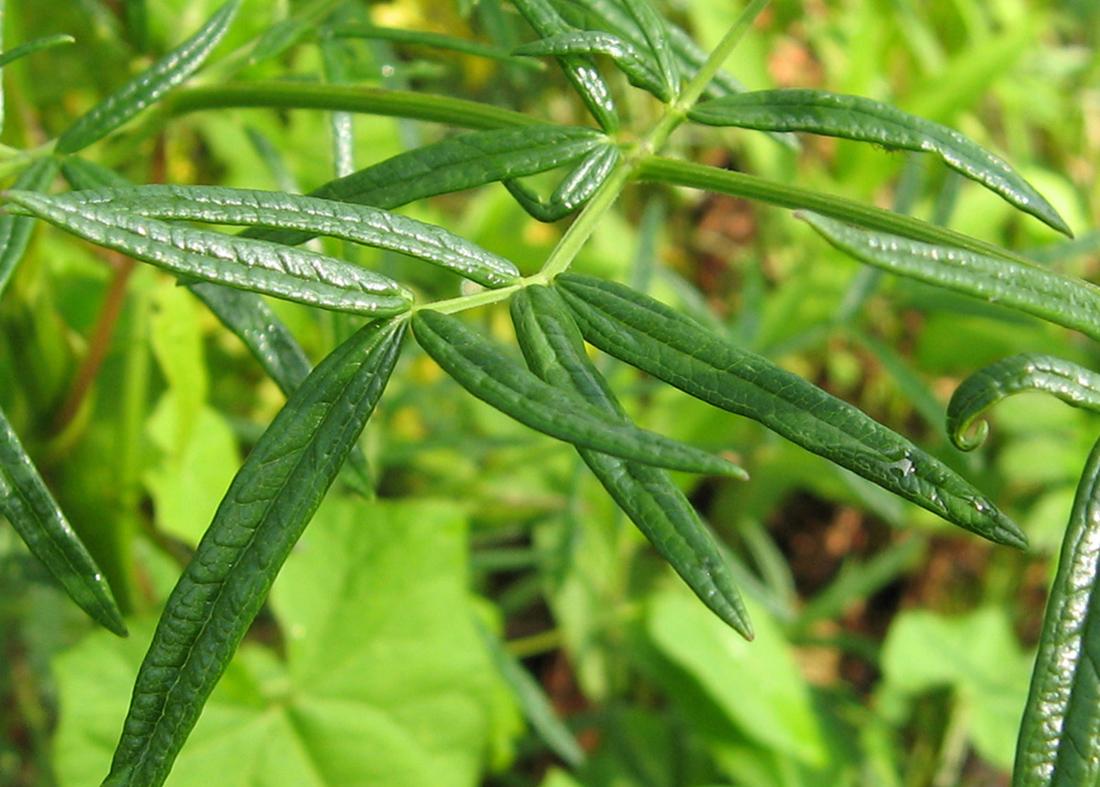 Image of Thalictrum lucidum specimen.