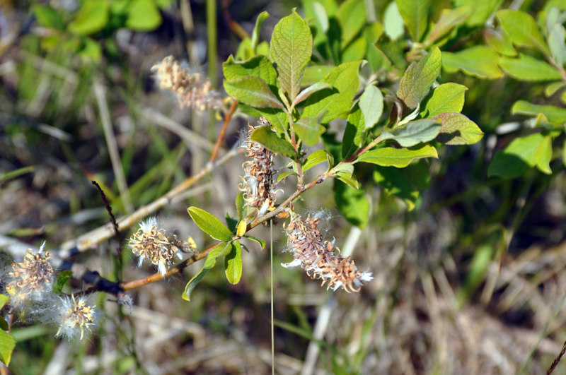 Image of Salix aurita specimen.