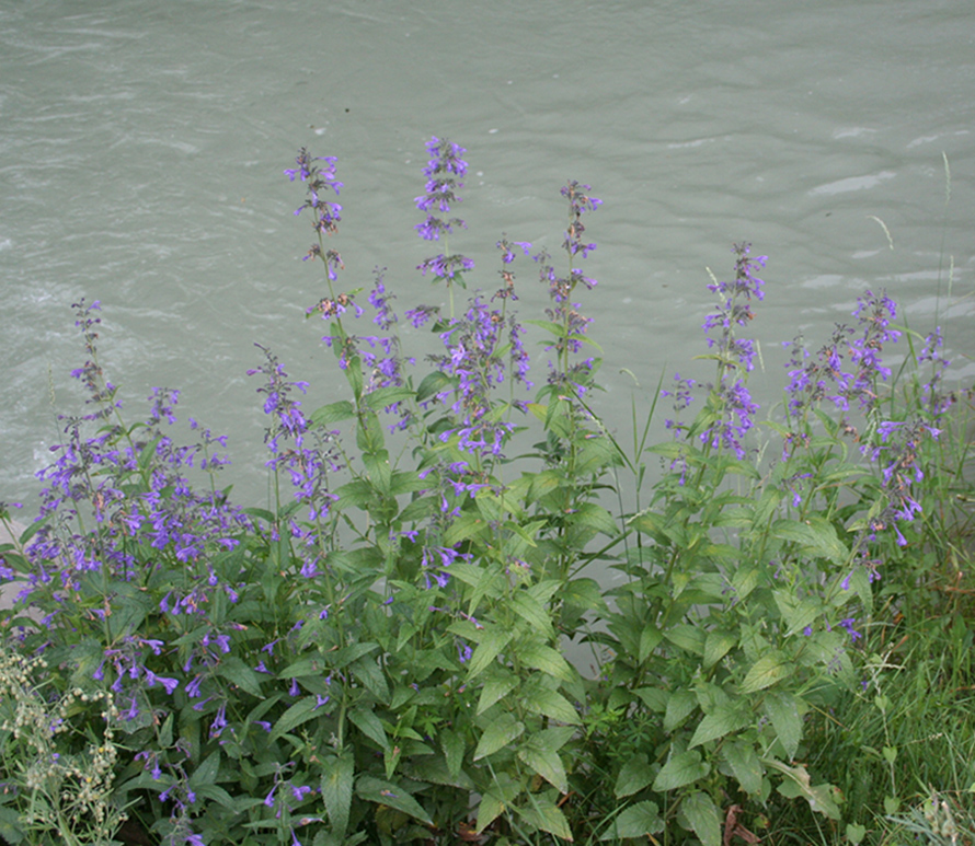 Изображение особи Nepeta sibirica.