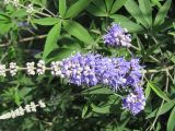 Vitex agnus-castus