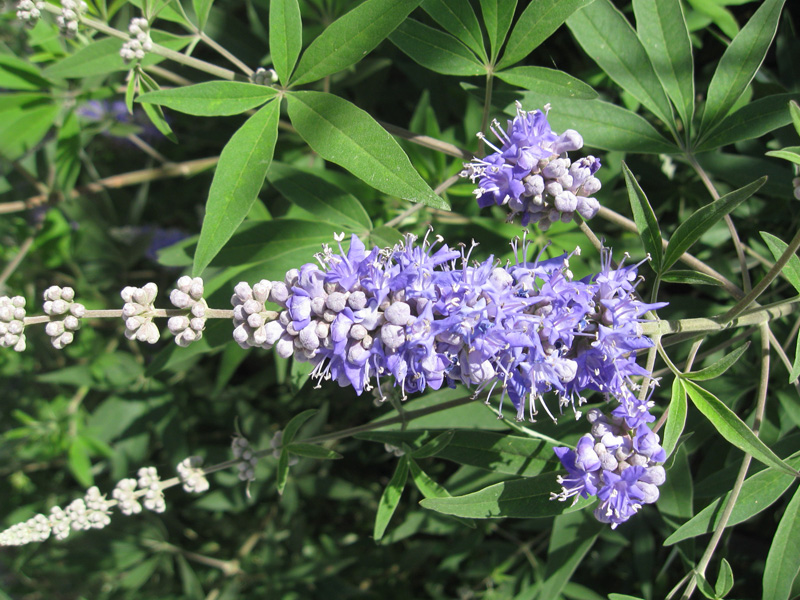 Изображение особи Vitex agnus-castus.