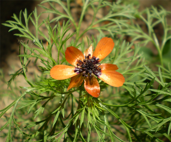 Image of Adonis aestivalis specimen.