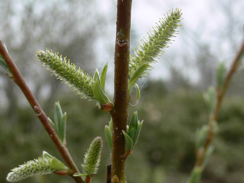 Изображение особи Salix udensis.