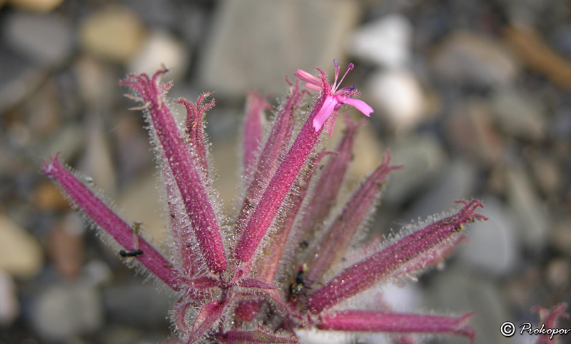 Image of Saponaria glutinosa specimen.