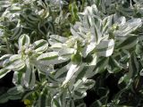 Euphorbia marginata