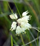 Allium stellerianum. Соцветие. Хакасия, Усть-Абаканский район, окр. с. Биджа. 13.08.2009.